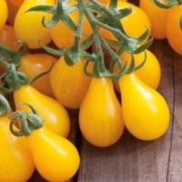 ราคา 100เมล็ด ซอง Yellow Cherry Tomato Seeds มะเขือเทศลูกแพร์ สีเหลือง ถูกที่สุด เมล็ดพันธุ์มะเขือเทศลูกแพร์ ปลูกง่าย โตเร็ว สีสวย ทานอร่อย Vegetable Seeds เมล็ดพันธุ์ผัก เมล็ดผักต่างๆ เมล็ดพันธุ์ เมล็ดผัก