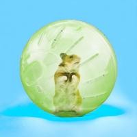 ราคา ลูกบอลหนูแฮมเตอร์ ขนาด3 นิ้ว ลูกบอลปล่อยหนูแฮมเตอร์วิ่ง บอลปล่อยแฮมเตอร์ออกกำลังกาย ส่งคละสีนะคะ ส่งเร็วพิเศษ (21401519047)