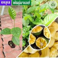 ราคา ขนุน ต้นขนุนหวานกรอบ ต้นขนุน พันธุ์มาเลย์ (12974803699)