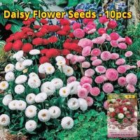 ราคา เมล็ดพันธุ์ ดอกเดซี่ เดซี่ บอนสี บรรจุ 10 เมล็ด คละสี Assorted Daisy Flower Seed เมล็ดดอกไม้ บอนสีราคาถูก เมล็ดบอนสี ต้นไม้มงคล ไม้ประดับ ต้นไม้ฟอกอากาศ พันธุ์ดอกไม้ ไม้ดอก บอนสีหายาก ต้นบอนสี ต้นดอกไ