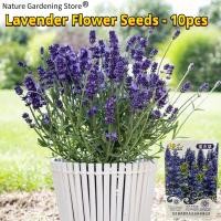 ราคา ปลูกง่าย เมล็ดพันธุ์ ลาเวนเดอร์ อังกฤษ ดอกไม้หอม บรรจุ 10 เมล็ด Lavender Seed Lavandula Flower Seeds for Planting บอนสี บอนไซ เมล็ดดอกไม้ บอนสีราคาถูก ดอกไม้ปลูกสวยๆ เมล็ดบอนสี ต้นไม้มงคล ไม้ประดับ พั