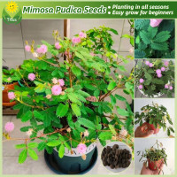 ราคา เมล็ดพันธุ์ ผักกระเฉด เมล็ดผักกระเฉด บรรจุ 150 เมล็ด Mimosa Pudica Seeds บอนสี ต้นไม้มงคล ต้นไม้ฟอกอากาศ ต้นบอนสี เมล็ดดอกไม้ ต้นไม้ประดับ ต้นบอนสีแปลกๆ พันธุ์ดอกไม้ เมล็ดบอนสี บอนสีหายาก บอนไซ แต่งสว