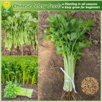 ราคา เมล็ดพันธุ์ ขึ้นฉ่าย บรรจุ 150 เมล็ด Chinese Celery Seeds Organic Vegetable Seeds for Planting เมล็ดพันธุ์ผัก ผักสวนครัว ต้นไม้มงคล บอนไซ บอนสี ผักออร์แกนิก พันธุ์ผัก เมล็ดผัก เมล็ดพันธุ์แท้OP เมล็ดพั