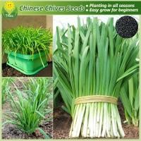 ราคา เมล็ดพันธุ์ กุยช่าย บรรจุ 200 เมล็ด Chinese Chives Seeds Vegetable Seeds for Planting เมล็ดพันธุ์ผัก เมล็ดพันธุ์พืช ผักสวนครัว ผักออร์แกนิก บอนไซ พันธุ์ผัก เมล็ดบอนสี ผักสวนครัว ต้นไม้มงคล เมล็ดผัก เม