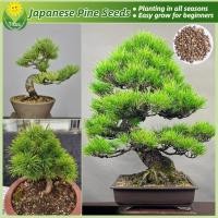 ราคา เมล็ดพันธุ์ ต้นสนญี่ปุ่น บรรจุ 35 เมล็ด Bonsai Japanese Pine Tree Seeds for Planting บอนไซ ต้นไม้ เมล็ดดอกไม้ บอนสีราคาถูก เมล็ดบอนสี ต้นไม้มงคล บอนสี พันธุ์ดอกไม้ ไม้ประดับในร่ม ต้นไม้แคระ ต้นไม้ฟอกอ