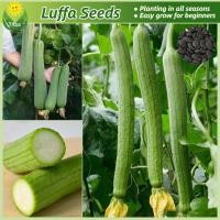 ราคา เมล็ดพันธุ์ บวบหอมยาว ใยบวบ บรรจุ 20 เมล็ด Long Luffa Seeds Vegetable Seeds for Planting เมล็ดพันธุ์ผัก ผักสวนครัว ต้นไม้มงคล เมล็ดบอนสี ต้นผลไม้ บอนไซ พันธุ์ผัก เมล็ดผัก ผักออร์แกนิก เมล็ดพันธุ์แท้OP
