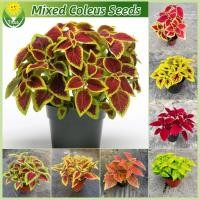 ราคา เมล็ดพันธุ์ ต้นฤาษีผสม บรรจุ 100 เมล็ด สีผสม Coleus Plant Seeds บอนสี เมล็ดดอกไม้ ต้นบอนไซ ต้นไม้มงคล บอนไซ พันธุ์ดอกไม้ ไม้ประดับ เมล็ดบอนสี ดอกไม้ปลูก บอนสีสวยๆ บอนสีหายาก ต้นไม้ฟอกอากาศ แต่งบ้านและ