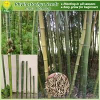 ราคา เมล็ดพันธุ์ ไผ่โมโซ เมล็ดไผ่ บรรจุ 50 เมล็ด Moso Bamboo Seeds Phyllostachys edulis เมล็ดไผ่โมโซ ไผ่ลำเดียว ไผ่หนังจีน ไผ่ญี่ปุ่น ต้นบอนสี ต้นไม้มงคล บอนไซ ต้นไม้ ต้นไม้ฟอกอากาศ บอนสี บอนสีราคาถูก แต่ง