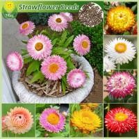 ราคา เมล็ดพันธุ์ ดอกไม้ฟาง บรรจุ 150 เมล็ด สีผสม Strawflower Seeds Flower Seeds for Planting บอนไซ เมล็ดดอกไม้ บอนสีราคาถูก เมล็ดบอนสี ต้นไม้มงคล บอนสี เมล็ดพันธุ์ดอกไม้ พันธุ์ดอกไม้ ดอกไม้ปลูก ไม้ประดับใน