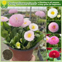 ราคา เมล็ดพันธุ์ ดอกเดซี่ เมล็ดอิงลิชเดซี่ คละสี 200 เมล็ด Mixed Daisy Flower Seed เมล็ดดอกไม้ บอนไซ เมล็ดบอนสี ต้นไม้มงคล บอนสี ดอกไม้ปลูกสวยๆ เมล็ดพันธุ์ดอกไม้ ไม้ประดับ พันธุ์ดอกไม้ บอนสีสวยๆ ดอกไม้ปลูก