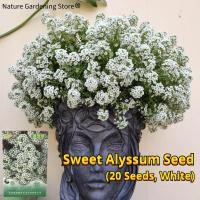 ราคา เมล็ดพันธุ์ ดอกอลิสซัมสีขาว บรรจุ 20 เมล็ด Bonsai Sweet Alyssum Seed Lobularia maritima Carpet of snow White Alyssum Flower Seed บอนสี เมล็ดดอกไม้ บอนสีราคาถูก เมล็ดบอนสี ต้นไม้มงคล ไม้ประดับ พันธุ์ดอ