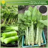 ราคา เมล็ดพันธุ์ ผักกาดหอมต้นกำเนิด บรรจุ 200 เมล็ด Asparagus Lettuce Seeds Stem Lettuce Vegetable Seeds for Planting เมล็ดพันธุ์ผัก ผักออร์แกนิก บอนไซ พันธุ์ผัก เมล็ดบอนสี ผักสวนครัว ปลูกง่าย การงอกสูง กา