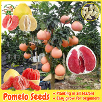ราคา เมล็ดพันธุ์ ต้นส้มโอ บรรจุ 30 เมล็ด Mixed Pomelo Tree Seed Fruit Seeds for Planting Fruit Plants ผลไม้เขตร้อน บอนสี เมล็ดผลไม้ ต้นไม้ผลกินได้ พันธุ์ไม้ผล บอนไซ ต้นบอนสี เมล็ดบอนสี ต้นผลไม้ ต้นไม้แคระ 