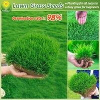 ราคา เมล็ดพันธุ์ หญ้าสนามหญ้า บรรจุ 200 เมล็ด Lawn Grass Seeds Bermuda Grass Seed Home Garden Seeds เมล็ดดอกไม้ หญ้าสนามกอล์ฟ และ หญ้าสวน หญ้าเบอร์มิวด้า หญ้าไต้หวัน หญ้าปูสนาม เมล็ดหญ้า เมล็ดบอนสี ไม้ประด