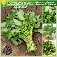ราคา เมล็ดพันธุ์ ผักขมน้ำ Kangkong Seed บรรจุ 50 เมล็ด Water Spinach Vegetable Seeds for Planting เมล็ดพันธุ์ผัก ผักออร์แกนิก ผักสวนครัว เมล็ดบอนสี บอนไซ พันธุ์ผัก เมล็ดผัก เมล็ดพันธุ์แท้OP เมล็ดพันธุ์พืช 