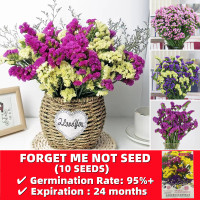ราคา เมล็ดพันธุ์ บอนสีสวยๆ Bonsai Forget me not Flower Seed บรรจุ 10 เมล็ด เมล็ดพันธุ์แท้ ต้นไม้มงคล ต้นไม้ฟอกอากาศ ต้นไม้ประดับ ต้นดอกไม้สวยๆ เมล็ดดอกไม้ ต้นดอกไม้ เมล็ดพันธุ์พืช ไม้ประดับ ต้นบอนไซ ดอกไม้