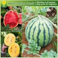 ราคา เมล็ดพันธุ์ แตงโม เมล็ดแตงโม บรรจุ 20 เมล็ด Bonsai Watermelon Seeds for Planting Fruit Plants บอนไซ เมล็ดผลไม้ พันธุ์ผลไม้ เมล็ดพันธุ์ผลไม้ ต้นไม้กินผล บอนสีพันหายาก ต้นไม้ผลกินได้ เมล็ดบอนสี ต้นไม้แค