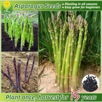 ราคา เมล็ดพันธุ์ หน่อไม้ฝรั่ง บรรจุ 30 เมล็ด Organic Asparagus Seeds Vegetable Seeds for Planting เมล็ดหน่อไม้ฝรั่ง ผักออร์แกนิก เมล็ดพันธุ์ผัก บอนไซ พันธุ์ผัก เมล็ดพันธุ์พืช เมล็ดบอนสี ผักสวนครัว เมล็ดงอก