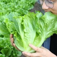 ราคา เมล็ดพันธุ์ ผักกาดหอมอิตาเลียน เมล็ดผักกาดหอม บรรจุ 300 เมล็ด Italian Lettuce Seeds Vegetables Seeds for Planting เมล็ดพันธุ์ผัก ผักออร์แกนิก ผักสวนครัว เมล็ดบอนสี บอนไซ พันธุ์ผัก เมล็ดผัก เมล็ดพันธุ์