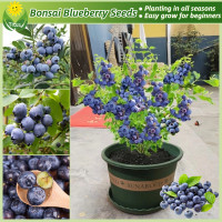 ราคา เมล็ดพันธุ์ บลูเบอร์รี่ ต้นบลูเบอร์รี่ บรรจุ 30 เมล็ด Blueberry Seeds Fruit Seeds for Planting เมล็ดพันธุ์ผลไม้ ต้นผลไม้ ต้นไม้แคระ พันธุ์ไม้ผล บอนไซ ต้นไม้มงคล ต้นไม้กินผล ต้นพันธุ์ผลไม้ ต้นบอนสี เมล