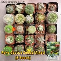 ราคา เมล็ดพันธุ์ กระบองเพชร เมล็ดกระบองเพชร บรรจุ 6 เมล็ด Cactus Seeds Flower Seeds for Planting แมมมิลลาเลียหลากหลายชนิด ราคาถูกเมล็ดกระบองเพชร เมล็ดแมม เมล็ดแคคตัส เมล็ดดอกไม้ พันธุ์ดอกไม้ ต้นไม้มงคล เมล