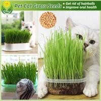 ราคา ของแท้ 100 เมล็ดหญ้าแมว เมล็ดข้าวสาลี บรรจุ 50 เมล็ด Natural Organic Cat Grass Seeds ข้าวสาลีแมว หญ้าแมว ออร์แกนิค หญ้ากระต่าย หญ้าสุนัข สำหรับปลูกต้นอ่อนข้าวสาลี พืชไฮโดรโปนิกส์ การควบคุมก้อนขน เมล็ด