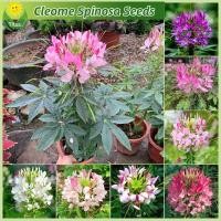 ราคา เมล็ดพันธุ์ ผักเสี้ยนฝรั่งคละสี บรรจุ 200 เมล็ด Cleome Spinosa Seed บอนสี เมล็ดดอกไม้ ต้นไม้ฟอกอากาศ บอนสีหายาก เมล็ดบอนสี ต้นไม้มงคล ไม้ประดับ บอนไซ พันธุ์ดอกไม้ ไม้ดอก ดอกไม้จริง จัดสวน ดอกไม้ปลูกสว