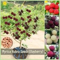 ราคา เมล็ดพันธุ์ เบย์เบอร์รี่ บรรจุ 15 เมล็ด Bonsai Myrica Rubra Fruit Seeds Bayberry Seeds บอนไซ ต้นผลไม้ เมล็ดผลไม้ พันธุ์ผลไม้ เมล็ดพันธุ์ผลไม้ ต้นไม้กินผล ผลไม้เมืองร้อน เมล็ดบอนสี ต้นไม้แคระ ต้นไม้มงค