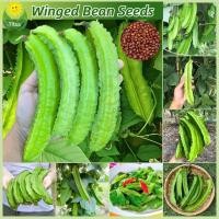 ราคา เมล็ดพันธุ์ ถั่วพู ถั่วพูยักษ์ ถั่วพูยาว บรรจุ 25เมล็ด Winged Bean Seed Organic Vegetable Seeds for Planting เมล็ดพันธุ์ผัก ผักออร์แกนิก บอนไซ พันธุ์ผัก เมล็ดบอนสี ผักสวนครัว เมล็ดผัก ปลูกง่าย การงอกส