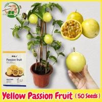 ราคา เมล็ดพันธุ์ เสาวรส สีเหลือง ผลไม้เสาวรส เมล็ดเสาวรส บรรจุ 50เมล็ด Yellow Passion Fruit Seeds for Planting บอนสี เมล็ดผลไม้ พันธุ์ผลไม้ ต้นผลไม้ เมล็ดพันธุ์ผัก พันธุ์ผัก บอนไซ พันธุ์ไม้ผล ผักสวนครัว ปล