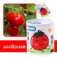 ราคา กระถางต้นไม้ ขนาดเล็ก สีเขียว สําหรับตกแต่งโต๊ะทํางาน DIY (21701856439)
