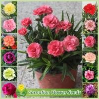 ราคา เม็ดพันธุ์ ดอกคาร์เนชั่น บอนสี บรรจุ 200 เมล็ด สีผสม Carnation Seeds Flower Seeds for Planting เมล็ดดอกไม้ บอนไซ ไม้ประดับ ต้นไม้มงคล ต้นไม้ฟอกอากาศ เมล็ดบอนสี บอนสีพันหายาก พันธุ์ดอกไม้ ดอกไม้ปลูกสวย