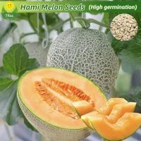 ราคา เมล็ดพันธุ์ แคนตาลูป เมล่อน บรรจุ 70เมล็ด Hami Melon Seed Cantaloupe Fruit Seeds for Planting บอนไซ ต้นผลไม้ เมล็ดผลไม้ พันธุ์ผลไม้ เมล็ดพันธุ์ผลไม้ พันธุ์ไม้ผล ต้นไม้กินผล ต้นไม้มงคล เมล็ดบอนสี ต้นไม