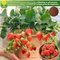ราคา เมล็ดพันธุ์ ต้นสตอเบอรี่ สตอเบอรี่ เมล็ดสตอเบอรี่ บรรจุ 1000เมล็ด Fresh Strawberry Seeds Fruit seeds for planting สตอเบอรี่สด เมล็ดพันธุ์ผลไม้ ต้นผลไม้ ต้นไม้แคระ พันธุ์ไม้ผล บอนไซ ต้นไม้มงคล ต้นพันธุ