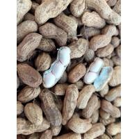 ราคา พร้อมส่ง ถั่วลิสง ดิบ สด พร้อมต้ม หรือเก็บ เป็นเมล็ดพันธุ์ สดจากไร่ ออแกรนิค ปลอดสาร ปลอดภัย น้ำหนัก 1 กิโลกรัม ถั่วลิสง ถั่วอบ ถั่วตากแห้ง (21406919748)