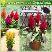 ราคา เมล็ดพันธุ์ ดอกสร้อยไก่ เมล็ดดอกสร้อยไก่ บรรจุ 200 เมล็ด คละสี Celosia Plumosa Flower Seeds บอนสี เมล็ดดอกไม้ ต้นไม้ฟอกอากาศ บอนสีหายาก เมล็ดบอนสี ดอกไม้ปลูกสวยๆ ต้นไม้มงคล ไม้ประดับ บอนไซ พันธุ์ดอกไม