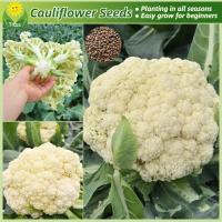ราคา เมล็ดพันธุ์ กะหล่ำดอก เมล็ดดอกกะหล่ำ บรรจุ 200เมล็ด Cauliflower Seed Vegetable Seeds for Planting เมล็ดพันธุ์ผัก ผักสวนครัว ต้นไม้มงคล เมล็ดบอนสี ต้นผลไม้ บอนไซ พันธุ์ผัก เมล็ดพันธุ์พืช เมล็ดผัก ผักออ