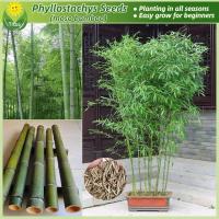 ราคา เมล็ดพันธุ์ ไผ่โมโซ เมล็ดไผ่ บรรจุ 50 เมล็ด Moso Bamboo Seeds Phyllostachys edulis เมล็ดไผ่โมโซ ไผ่ลำเดียว ไผ่หนังจีน ไผ่ญี่ปุ่น ต้นบอนสี ต้นไม้มงคล บอนไซ ต้นไม้ ต้นไม้ฟอกอากาศ บอนสี บอนสีพันหายาก ของ