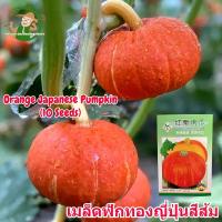 ราคา เมล็ดพันธุ์ ฟักทองญี่ปุ่น เมล็ดฟักทองญี่ปุ่นสีส้ม บรรจุ 10 เมล็ด F1 Orange Japanese Pumpkin Seeds for Planting Vegetable Plants เมล็ดฟักทอง เมล็ดพันธุ์ผัก ผักออร์แกนิก เมล็ดบอนสี ผักสวนครัว ต้นไม้มงคล