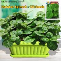 ราคา เมล็ดพันธุ์ ผักปลัง Ceylon Spinach บรรจุ 150 เมล็ด Malabar Spinach Seed Organic Vegetable Seeds for Planting เมล็ดพันธุ์ผัก เมล็ดพันธุ์แท้ OP ผักสวนครัว บอนไซ ผักออร์แกนิก พันธุ์ผัก เมล็ดผัก เมล็ดพันธ