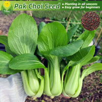 ราคา เมล็ดพันธุ์ ผักเบบี้ฮ้องเต้ บรรจุ 200 เมล็ด Pak Choi Seeds Bok Choy Seeds กวางตุ้งฮ่องเต้ F1 เมล็ดพันธุ์ผัก ผักกาด กวางตุ้ง ผักออร์แกนิก บอนไซ พันธุ์ผัก เมล็ดบอนสี ผักสวนครัว เมล็ดผัก ปลูกง่าย การงอกส