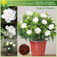 ราคา เมล็ดพันธุ์ การ์ดีเนีย ดอกไม้หอม บรรจุ 100 เมล็ด Bonsai Gardenia Plant Flower Seeds เมล็ดดอกไม้ บอนไซ ต้นไม้มงคลสวยๆ พันธุ์ดอกไม้ เมล็ดพันธุ์บอนสี ไม้ประดับมงคล บอนสี บอนสีหายาก ดอกไม้ปลูก ต้นไม้ฟอกอา