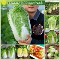 ราคา เมล็ดพันธุ์ ผักกาดขาวปลี เมล็ดพันธุ์ผักกาดขาว บรรจุ 200 เมล็ด Chinese Cabbage Seeds F1 Vegetable Seed เมล็ดพันธุ์ผัก เมล็ดพันธุ์พืช ผักสวนครัว ผักออร์แกนิก บอนไซ พันธุ์ผัก เมล็ดบอนสี ผักสวนครัว ต้นไม้