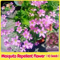 ราคา เมล็ดพันธุ์ ดอกไม้ไล่ยุง บรรจุ 10 เมล็ด Mosquito Repellent Flower Seeds Mozzie Buster Plant Herbs Seeds เมล็ดดอกไม้ เมล็ดบอนสี ต้นไม้มงคล ต้นไม้ฟอกอากาศ ไม้ดอก เมล็ดพันธุ์ดอกไม้ ไม้ประดับในร่ม ดอกไม้ป