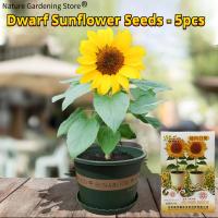 ราคา เมล็ดพันธุ์ ทานตะวันแคระ ทานตะวัน ทานตะวันกระถาง บรรจุ 5 เมล็ด Dwarf Sunflower Seed Flower Seeds for Planting เมล็ดทานตะวันแคระ เมล็ดดอกไม้ เมล็ดบอนสี ต้นไม้แคระ ต้นไม้มงคล บอนสี พันธุ์ดอกไม้ ไม้ประดั