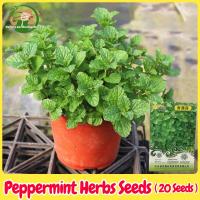 ราคา เมล็ดพันธุ์ สะระแหน่ เมล็ดสะระแหน่ บรรจุ 20 เมล็ด Bonsai Peppermint Seeds Fresh Edible Mint Plant Herbs Seeds เมล็ดดอกไม้ พืชไล่ยุง ผักสวนครัว เมล็ดพันธุ์ผัก เมล็ดบอนสี ต้นไม้มงคล ต้นไม้ฟอกอากาศ ไม้ปร