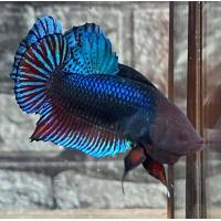 ราคา ปลากัดแปดริ้วมาเล สายกัดบ่อน แถมลูกไล่1ตัว (21447060084)