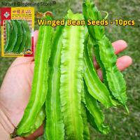 ราคา เมล็ดพันธุ์ ถั่วพู บรรจุ 10 เมล็ด Winged Bean Seeds Organic Vegetable Seeds for Planting เมล็ดถั่วพู F1 เมล็ดพันธุ์ผัก เมล็ดพันธุ์แท้ OP ผักสวนครัว ผักออร์แกนิก ถั่วพูยักษ์ ถั่วพูยาว บอนไซ พันธุ์ผัก เ