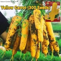 ราคา เมล็ดพันธุ์ แครอทสีเหลือง บรรจุ 300 เมล็ด Yellow Carrot Seeds Organic Vegetable Seeds for Planting เมล็ดแครอท เมล็ดพันธุ์แท้ OP เมล็ดพันธุ์ผัก เมล็ดผักสวนครัว บอนไซ ผักสวนครัว ผักออร์แกนิก พันธุ์ผัก เ