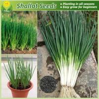 ราคา เมล็ดพันธุ์ ต้นหอม หอมแดง บรรจุ 200 เมล็ด Potted Shallot Seeds Spring Onion Seeds Vegetable Seeds for Planting เมล็ดพันธุ์หอมแดง เมล็ดหอมแบ่ง เมล็ดพันธุ์ผัก ผักออแกนิค ต้นไม้มงคล เมล็ดบอนสี บอนไซ พันธ